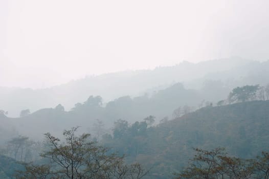 Foggy trees on a hazy mountain background in winter. Landscape view Tabakoshi Mirik West Bengal India