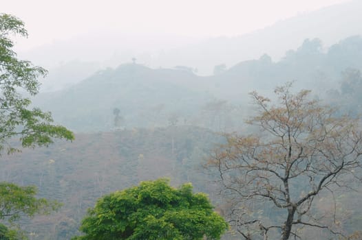 Foggy trees on a hazy mountain background in winter. Landscape view Tabakoshi Mirik West Bengal India