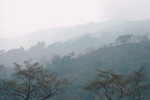 Foggy trees on a hazy mountain background in winter. Landscape view Tabakoshi Mirik West Bengal India