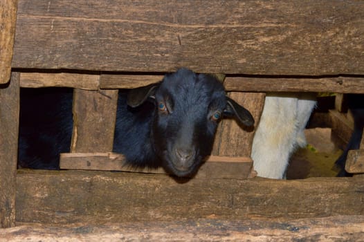 Goats peeking out from wooden fence on the farm