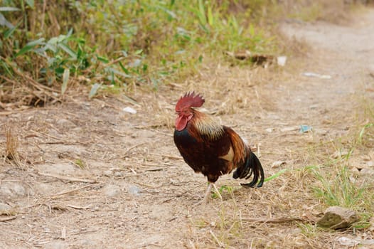Small bantam chicken rooster with bright red comb and green tail, walking and crowing in backyard garden farm.