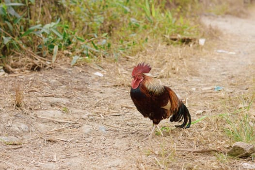 Small bantam chicken rooster with bright red comb and green tail, walking and crowing in backyard garden farm.