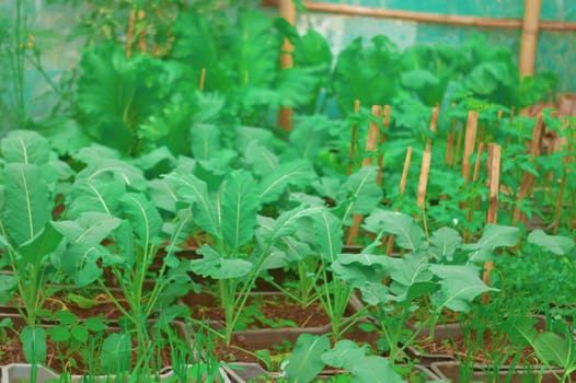 Green vegetables growing in a backyard garden organic farm. Agriculture background. Full Frame