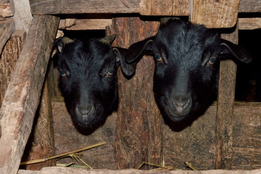 Goats peeking out from wooden fence on the farm