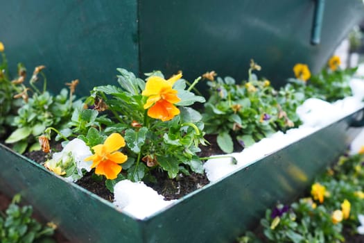 Pansy plant with leaves and yellow flowers under fresh white snow. A snowdrift in a flower bed or in a flower box. Frost- and cold-resistant flowers in the garden. First snow. Lawns in the city
