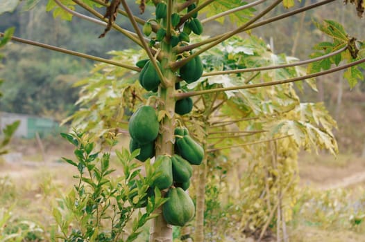 Green papaya fruit tree in a backyard garden.
