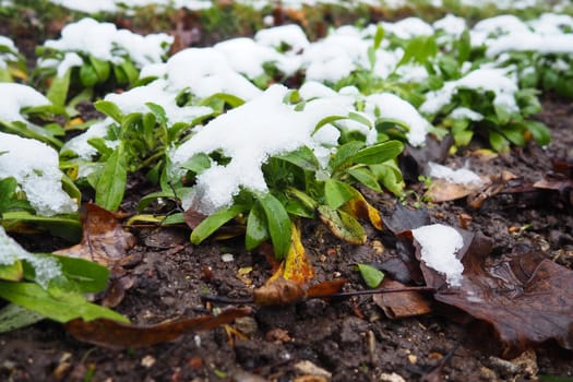 Green cultivated plant with leaves under fresh white snow. Snowdrift in the flowerbed. frost-resistant and cold-resistant flowers in the garden. First snow. Lawns in the city