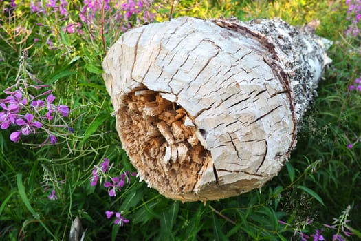 A tree gnawed by a beaver. Damaged bark and wood. The work of a beaver for the construction of a dam. Taiga biome. Fallen big birch. Hunting and fishing. Vital activity of forest. European animals