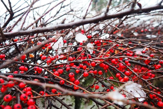 Cotoneaster splayed Cotoneaster divaricatus. Cotoneaster is a genus of non-thorny shrubs, less often small trees of the Rosaceae family. The fruits are red berries on bare branches under a snow cover