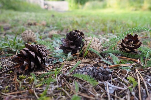 Pine or spruce cones lie on old dried up foliage and on pine needles. close-up. Forest path in a coniferous forest. Green trees in the background. The theme of ecology and forest conservation.