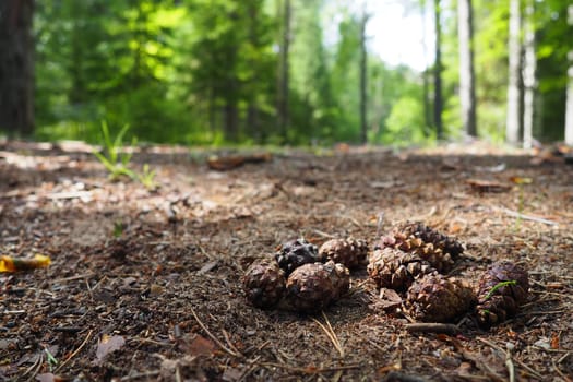 Pine or spruce cones lie on old dried up foliage and on pine needles. close-up. Forest path in a coniferous forest. Green trees in the background. The theme of ecology and forest conservation.