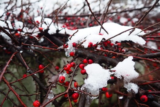 Cotoneaster splayed Cotoneaster divaricatus. Cotoneaster is a genus of non-thorny shrubs, less often small trees of the Rosaceae family. The fruits are red berries on bare branches under a snow cover