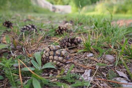 Pine or spruce cones lie on old dried up foliage and on pine needles. close-up. Forest path in a coniferous forest. Green trees in the background. The theme of ecology and forest conservation.