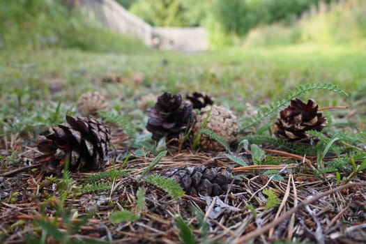 Pine or spruce cones lie on old dried up foliage and on pine needles. close-up. Forest path in a coniferous forest. Green trees in the background. The theme of ecology and forest conservation.