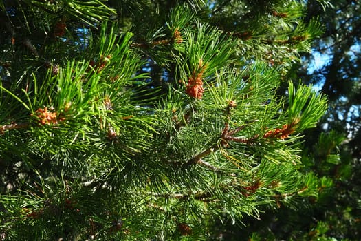 Pine branches at the golden hour in the evening. Pinus pine, a genus of conifers and shrubs in the pine family Pinaceae. Wildlife taiga of Karelia in summer