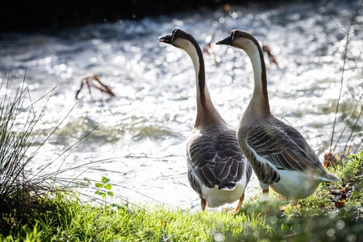 a couple of geese are walking in freedom towards a river