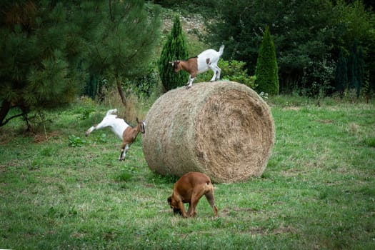 two goats playing on a straw roll in a field in front of a dog watching them