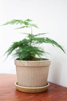 Plant pot decorated in coffee shop, stock photo