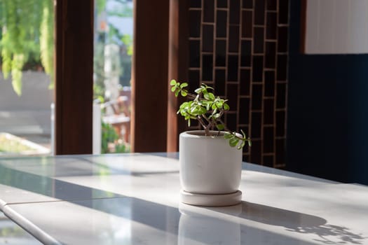 Plant pot decorated in coffee shop, stock photo