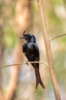 Crested Drongo (Dicrurus Forficatus), endemic passerine bird in the family Dicruridae sits on branch in Kirindy Forest. Madagascar wildlife