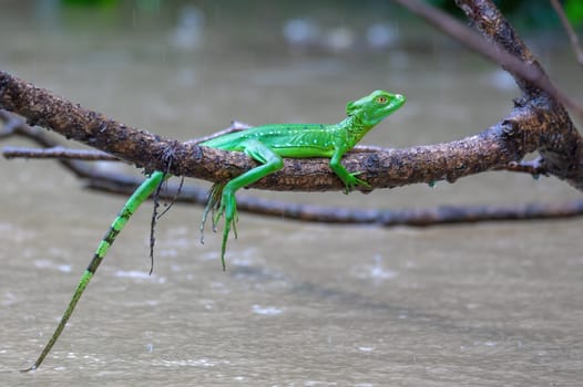 Female of Plumed green basilisk (Basiliscus plumifrons), sitting on branch in rainy day. Refugio de Vida Silvestre Cano Negro, Costa Rica wildlife.