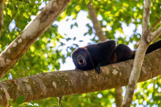 Mantled howler (Alouatta palliata) or golden-mantled howling monkey roars hanged on tree, Curu Wildlife Reserve, Costa Rica wildlife