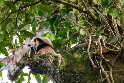 Northern tamandua (Tamandua mexicana), ant eater climbing in treetop, Tortuguero Cero, Costa Rica wildlife