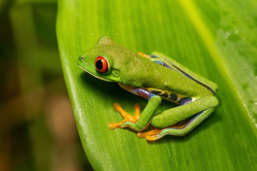 Red-eyed tree frog (Agalychnis callidryas), Beautiful iconic Green frog with red eyes sits on a red leaf in the tropics. Tortuguero National Park, Costa Rica wildlife.