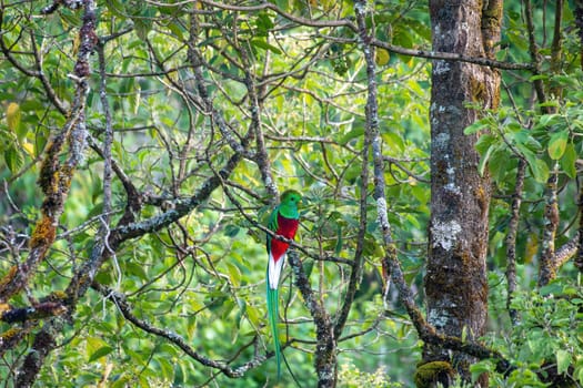 Resplendent quetzal (Pharomachrus mocinno), Guatemalan national bird. Magnificent sacred green and red iconic bird. Bird with long tail. San Gerardo de Dota, Wildlife and birdwatching in Costa Rica.