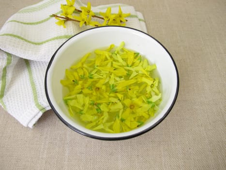 Forsythia water with fresh yellow flowers of the golden-bell