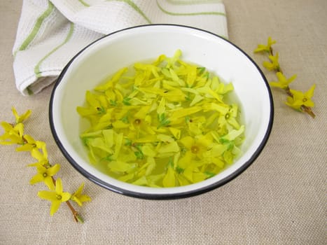 Forsythia water with fresh yellow flowers of the golden-bell