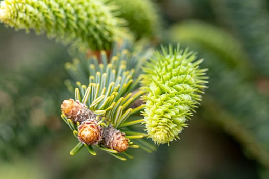 Cones background. Selective focus on a young green fir-tree cones on a tree branch. Christmas decoration. Macro. Spring pine green needles.