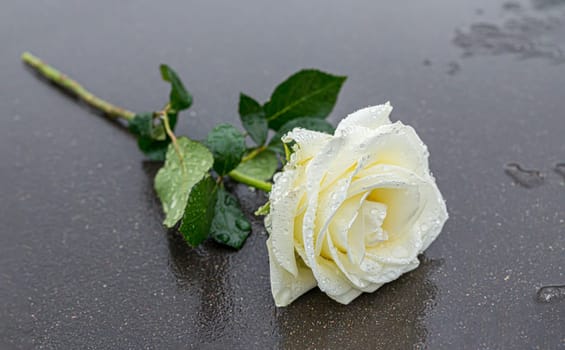 a yellow rose laid on a grey stone on a frozen background to express mourning and remembrance with sufficient text space