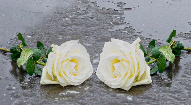 Two yellow roses laid on a grey stone on a frozen background to express mourning and remembrance with sufficient text space