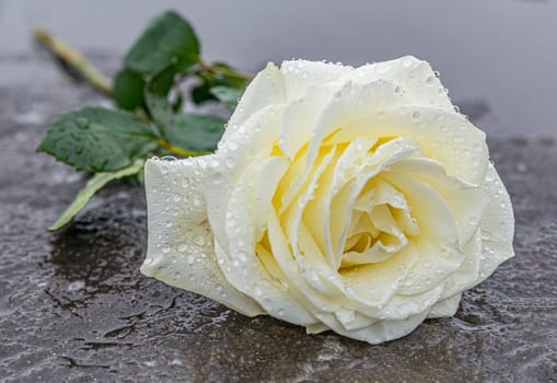 a yellow rose laid on a grey stone on a frozen background to express mourning and remembrance