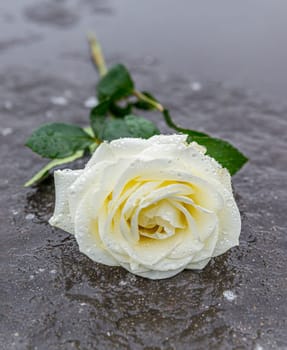 a yellow rose laid on a grey stone on a frozen background to express mourning and remembrance