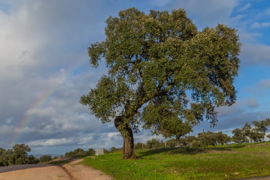 Oak tree and a rainbow in Extremadura, Spain, Europe. The Way of Saint James, Silver Way (Via de la Plata)