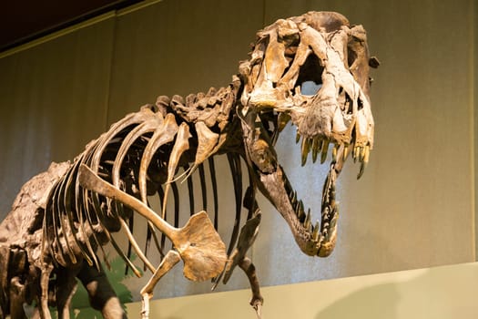 Milan, Italy- January 2023: Tyrannosaurus Rex fossil. Old t-rex skeleton in museum