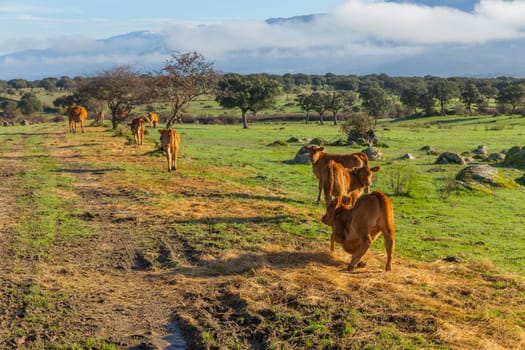 Cattle in a meadow near Caceres. Extremadura, Spain.