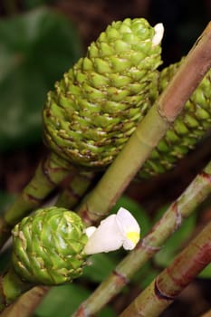 Costus dubius (Syn. Costus maculatus) im botanischen Garten, Nordrhein-Westfalen, Deutschland, Bonn