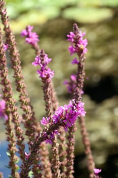 Gewöhnlicher Blutweiderich (Lythrum salicaria), blühende Pflanze