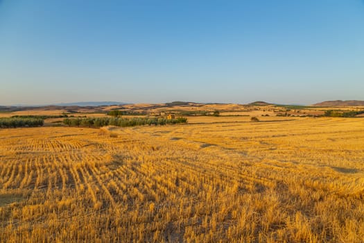 view of a crop field in the north of Spain