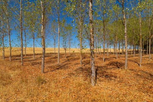 Rural landscape of north of Spain. Forest in the end of summer