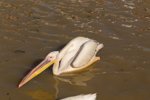 Pelicans in Djoudi national park reserve. Senegal