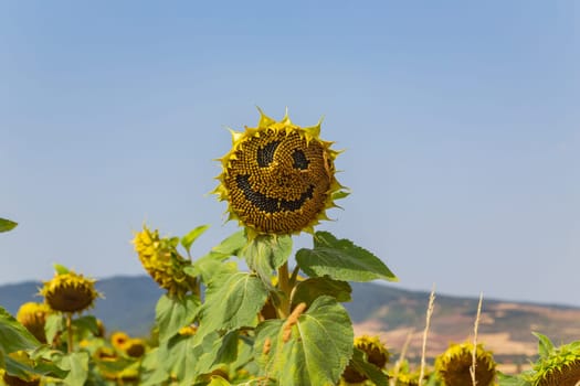 Field of yellow sunflowers in Pamplona, Spain