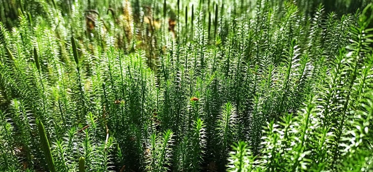 Forest plant. cypress-leaved plait moss closeup. Hypnum cupressiforme. Hypnum cupressiforme growing in forest. Hypnum cupressiforme in sunny day in wood. beautiful moss sunlit