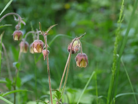 wildflower Geum Rivale medicinal plant used in folk medicine