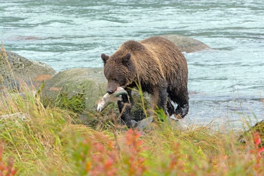 Brown Bear With a Salmon In Its Mouth Near Haines, Alaska