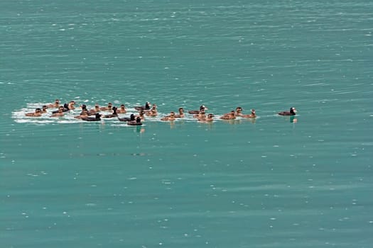A Large Group of Surf Scoters on an Ocean Coast Near Haines, Alaska
