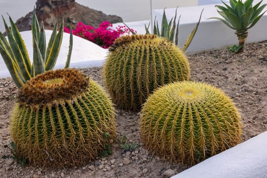 Close-up of cacti and aloes growing in a flower bed in Santorini. Caldera on background. Aegean sea